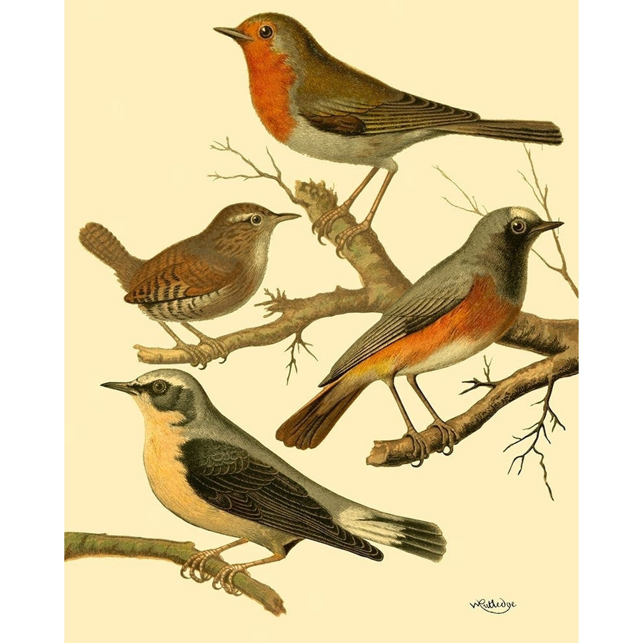 Domestic Bird Family III Poster Print - W. Rutledge-VARPDX47171D Image 1