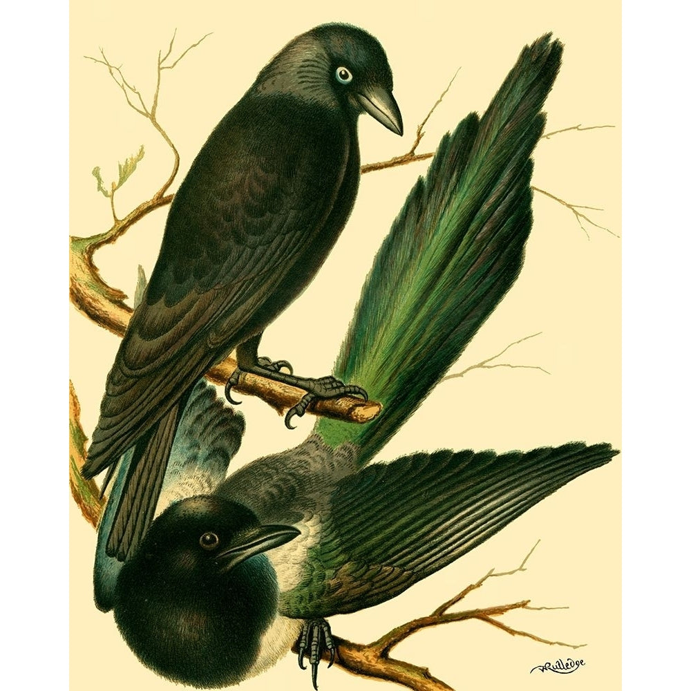 Domestic Bird Family V Poster Print - W. Rutledge-VARPDX47173D Image 1