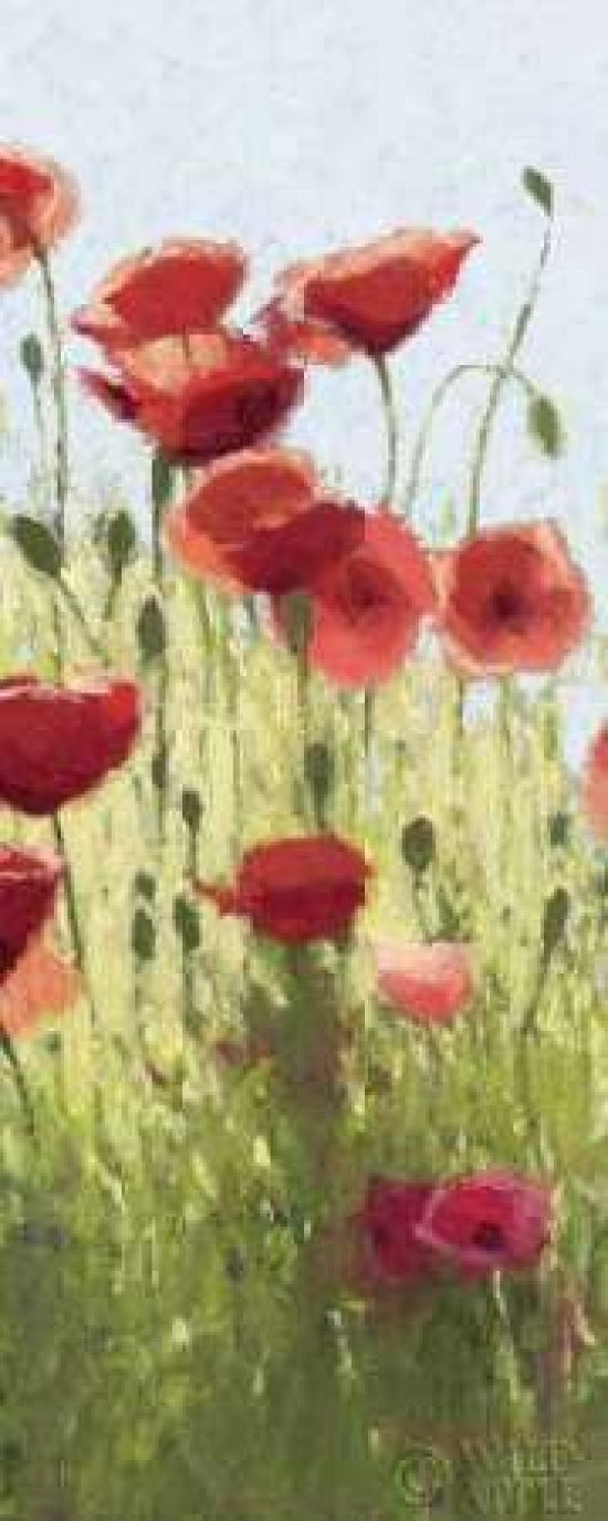 Mountain Poppies I - Wag Poster Print by Shirley Novak-VARPDX4727 Image 1