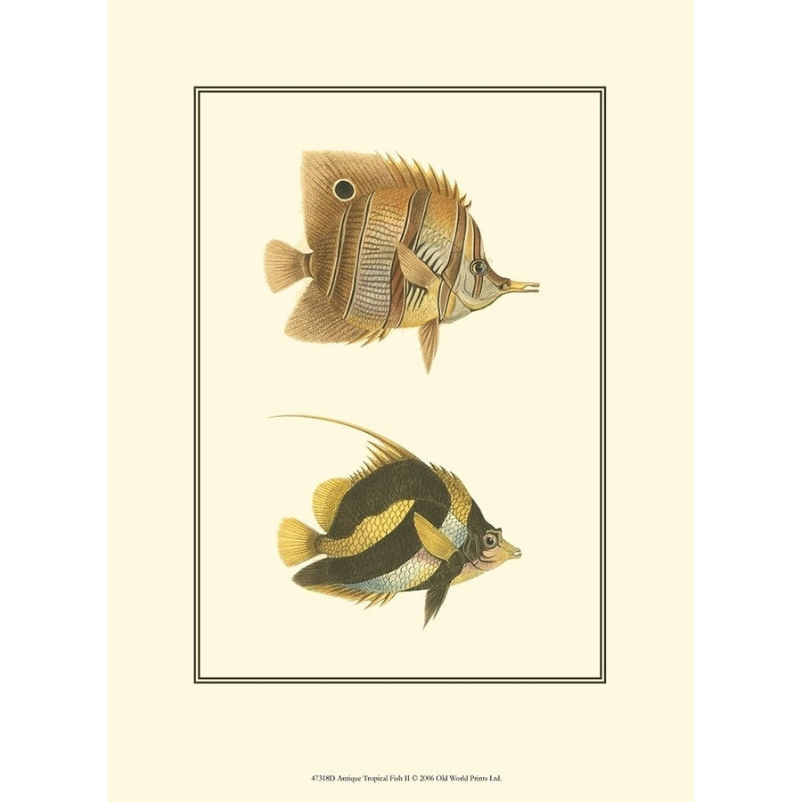 Antique Tropical Fish II Poster Print - Studio Vision-VARPDX47318D Image 1