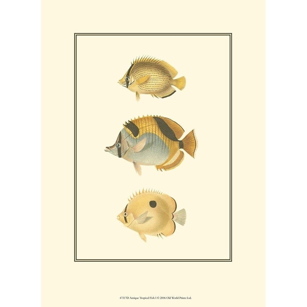 Antique Tropical Fish I Poster Print - Studio Vision-VARPDX47317D Image 1