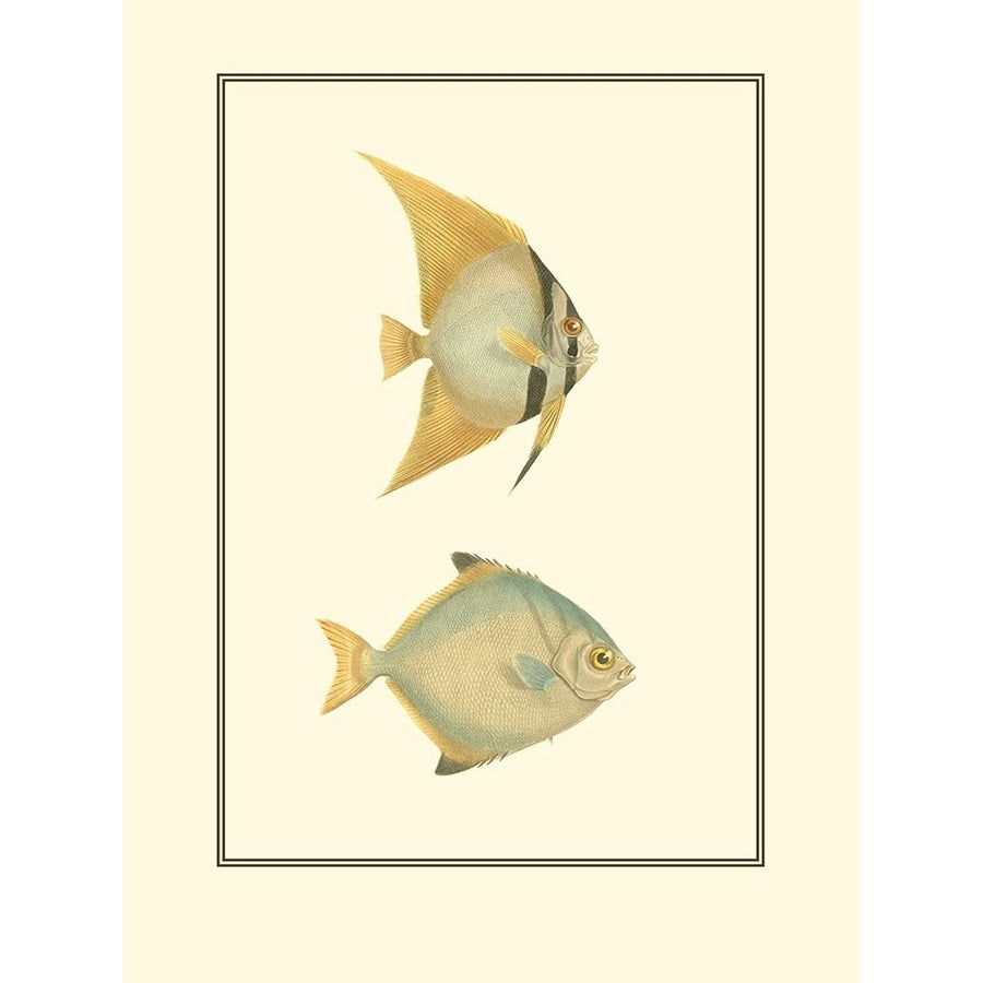 Antique Tropical Fish III Poster Print - Studio Vision-VARPDX47319D Image 1