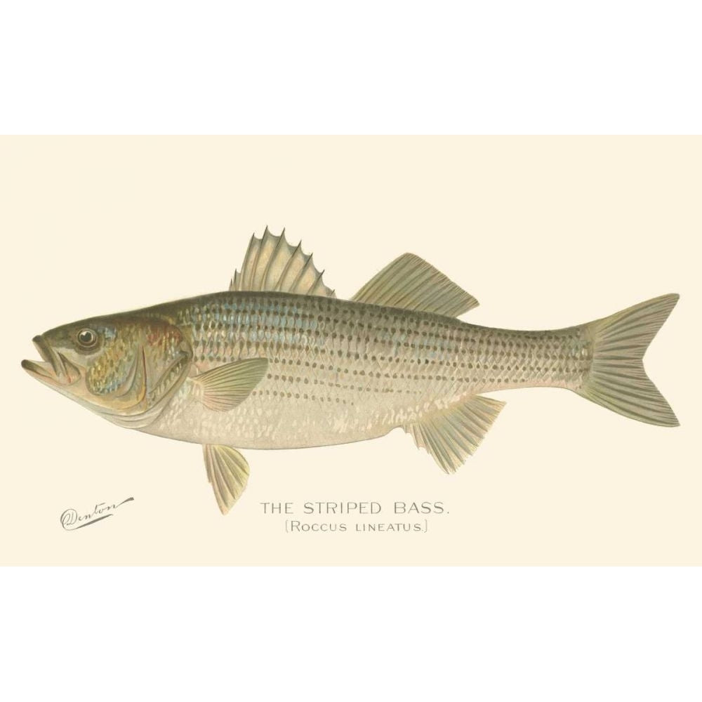 Striped Bass Poster Print - Denton-VARPDX47322D Image 1