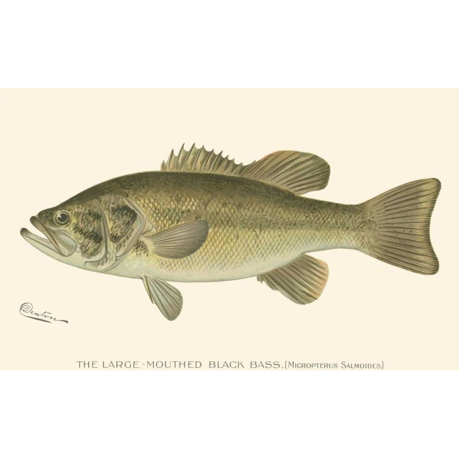 Large-mouthed Black Bass Poster Print - Denton-VARPDX47324D Image 1