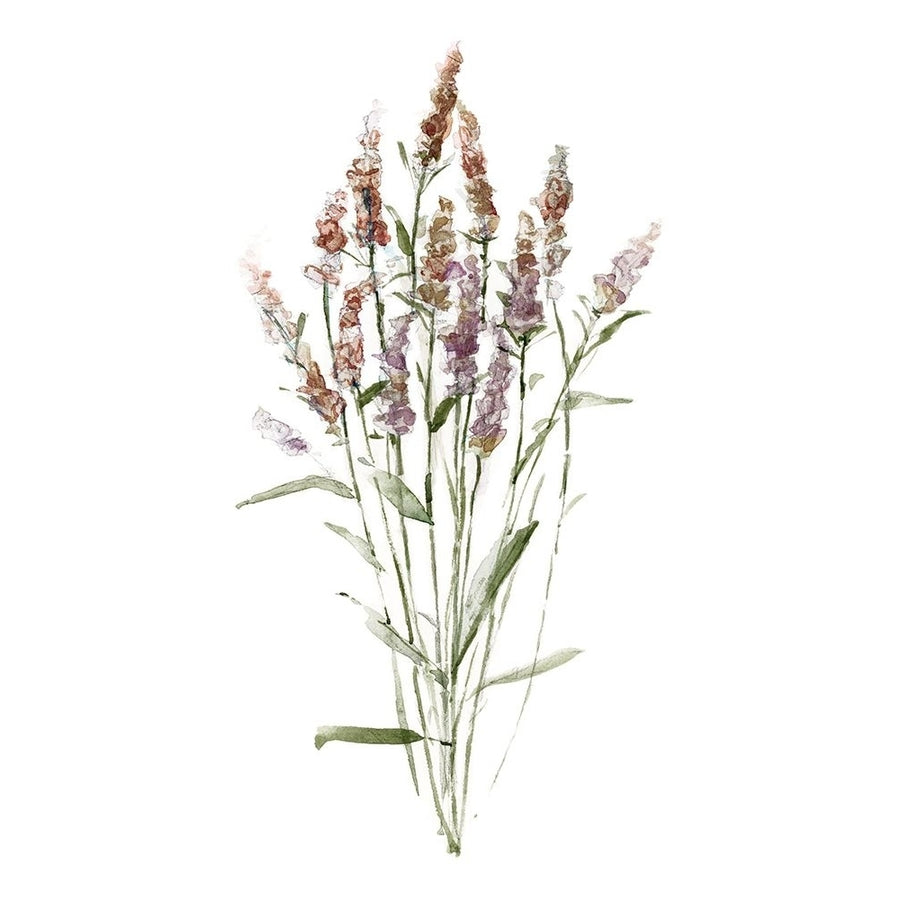 Dainty Botanical III Poster Print - Sally Swatland-VARPDX47369 Image 1