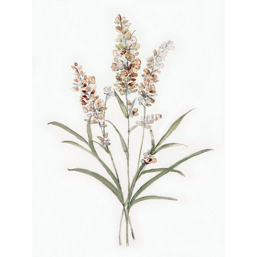 Dainty Botanical I Poster Print - Sally Swatland-VARPDX47367 Image 1