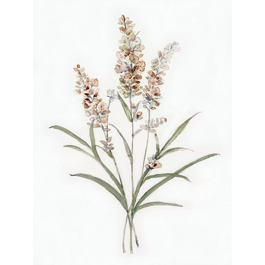 Dainty Botanical I Poster Print - Sally Swatland-VARPDX47367 Image 1