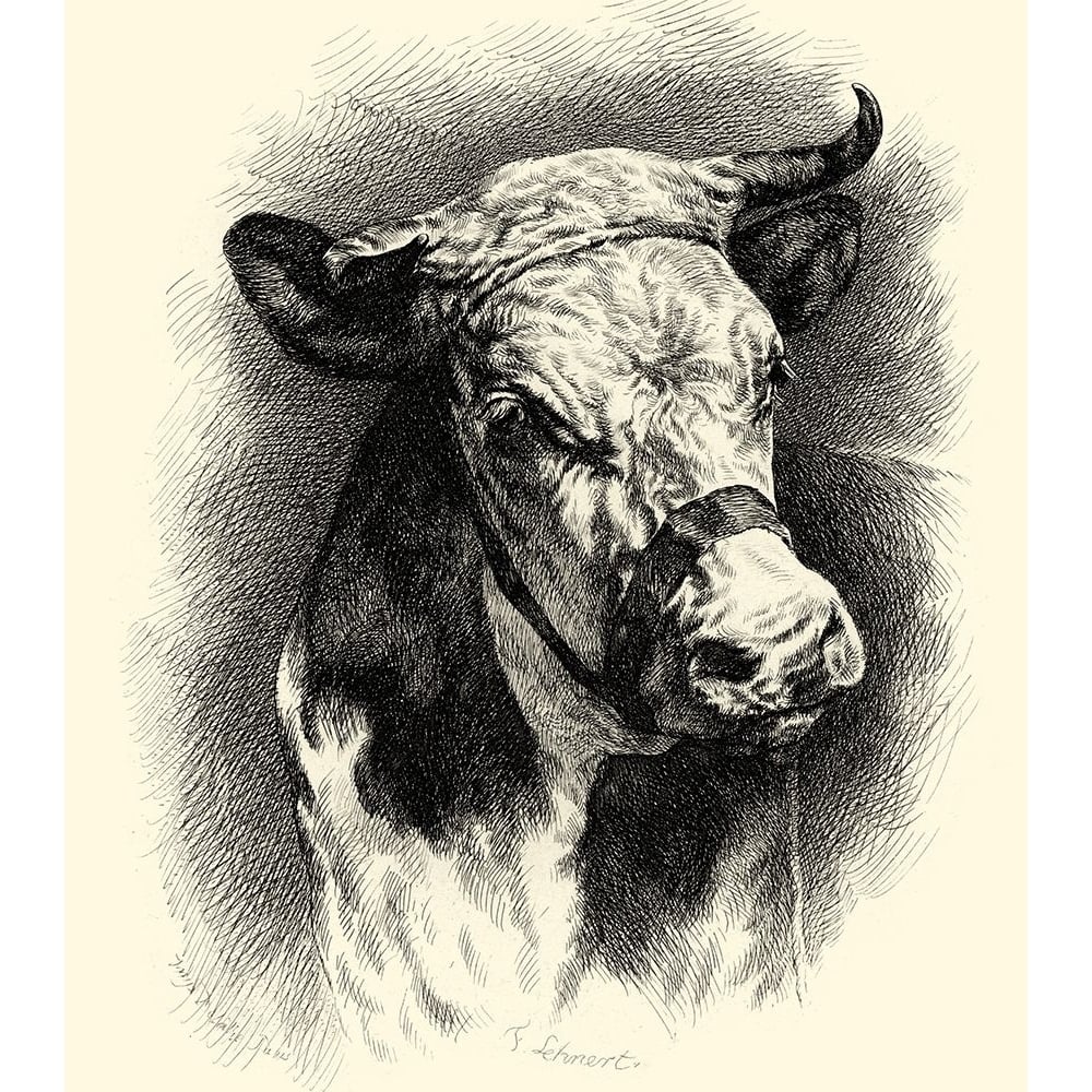 Antique Cattle I Poster Print - F. Lehnert-VARPDX47440D Image 1