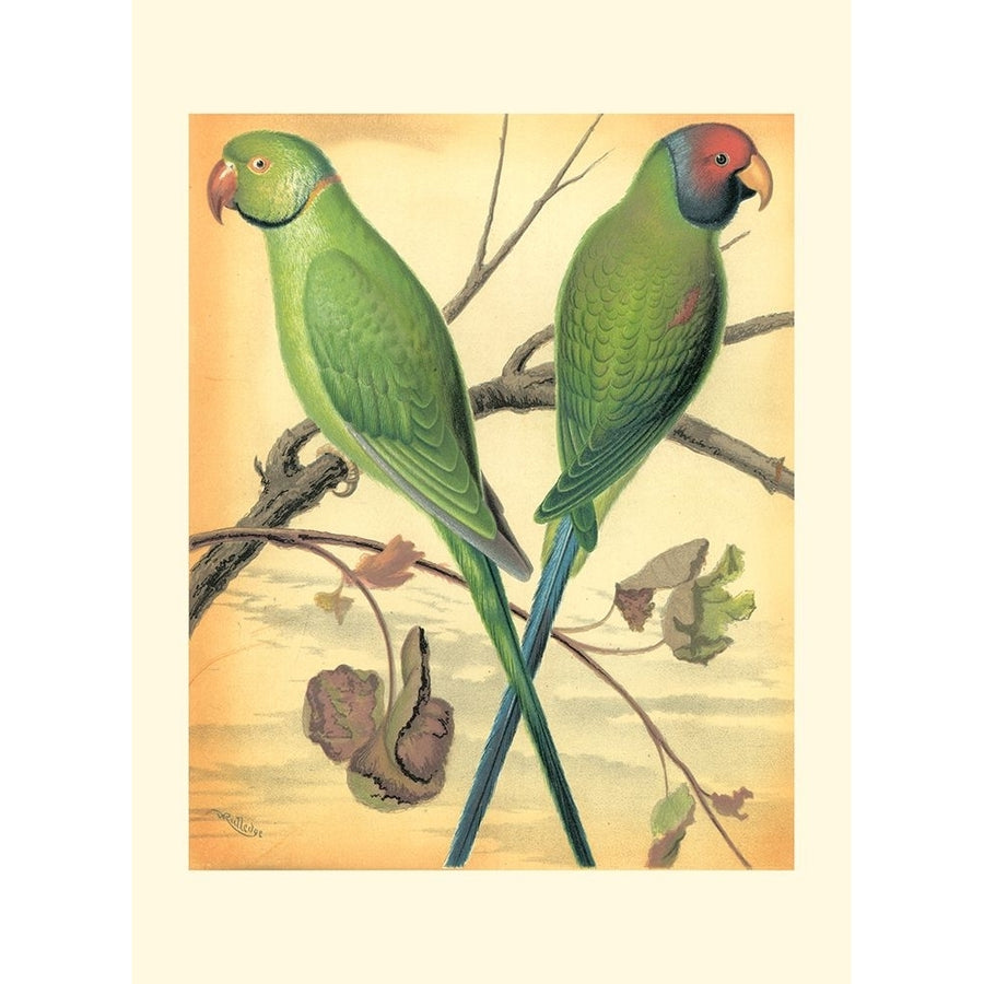 Cassells Parrots III Poster Print - Cassell-VARPDX47470D Image 1