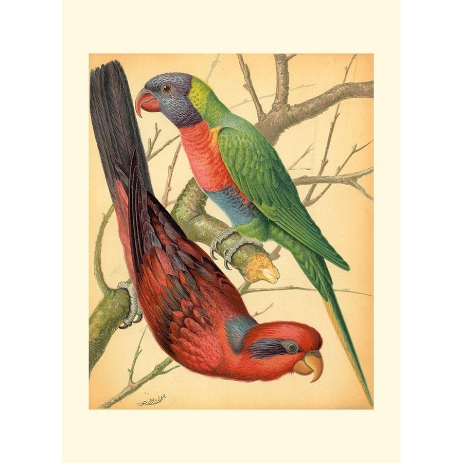 Cassells Parrots IV Poster Print - Cassell-VARPDX47471D Image 1