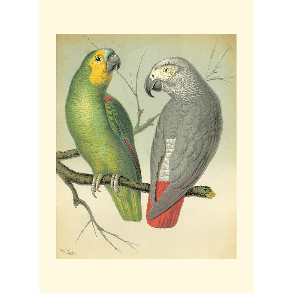 Cassells Parrots II Poster Print - Cassell-VARPDX47469D Image 1