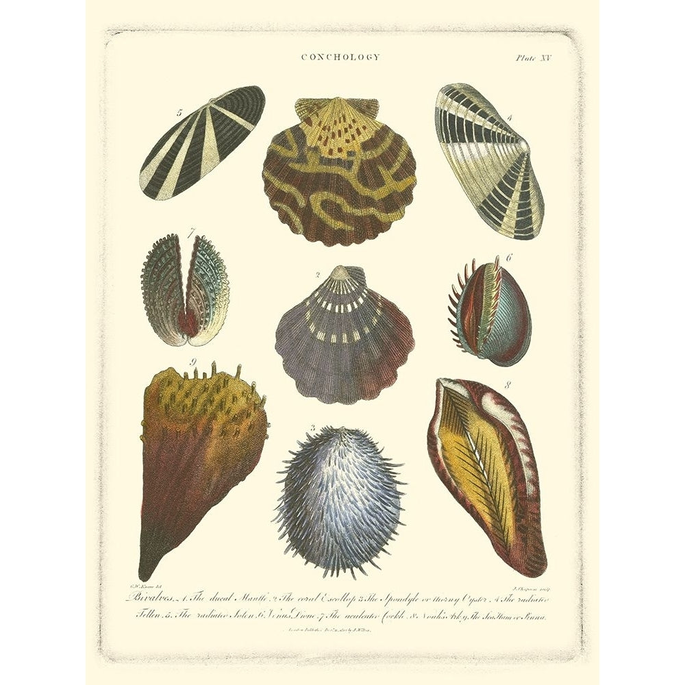 Conchology Collection I Poster Print - Knorr-VARPDX47492D Image 1