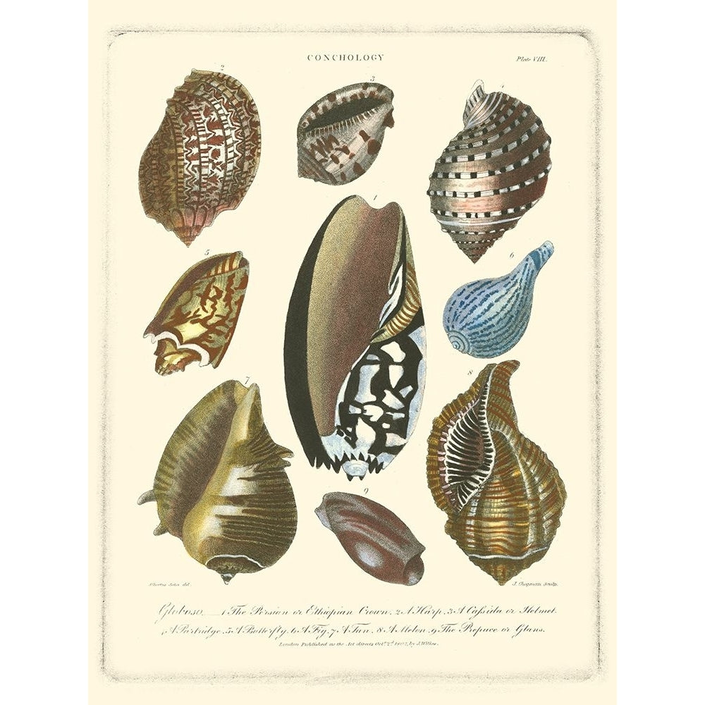 Conchology Collection II Poster Print - Albertus Seba-VARPDX47493D Image 1