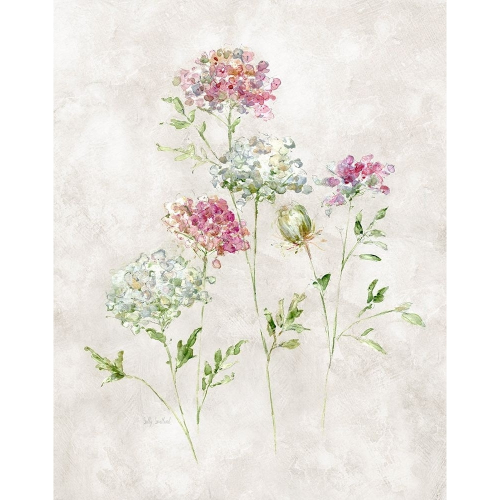 Soft Lace II Poster Print - Sally Swatland-VARPDX47477 Image 1