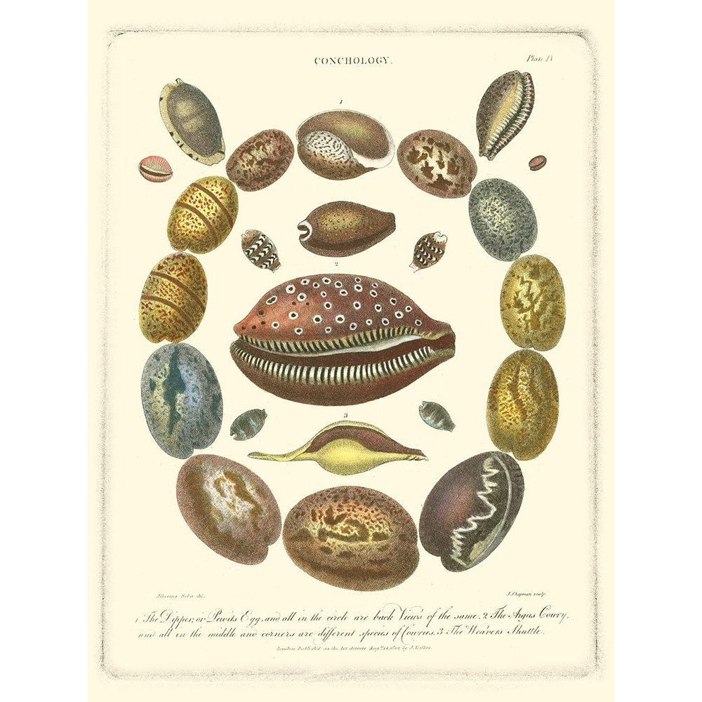 Conchology Collection III Poster Print - Albertus Seba-VARPDX47494D Image 1