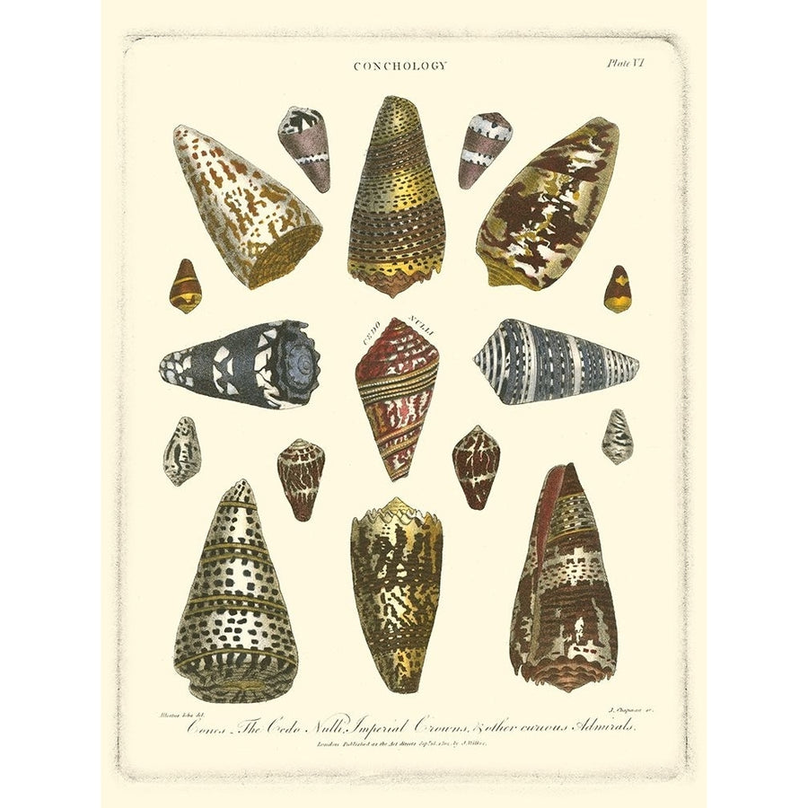 Conchology Collection IV Poster Print - Albertus Seba-VARPDX47495D Image 1