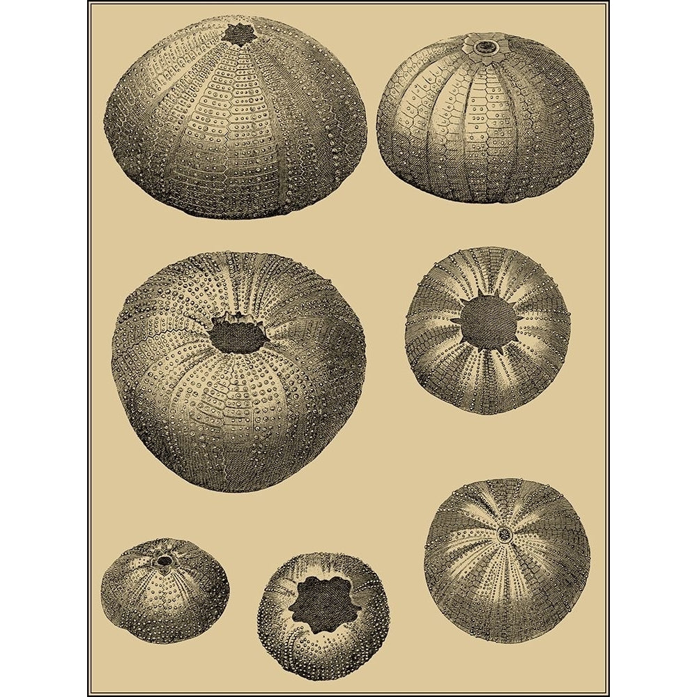 Shells on Khaki I Poster Print - Denis Diderot-VARPDX47510D Image 1