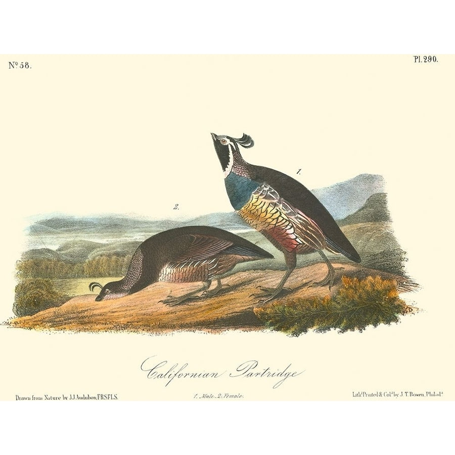 California Partridge Poster Print - John James Audubon-VARPDX47549D Image 1