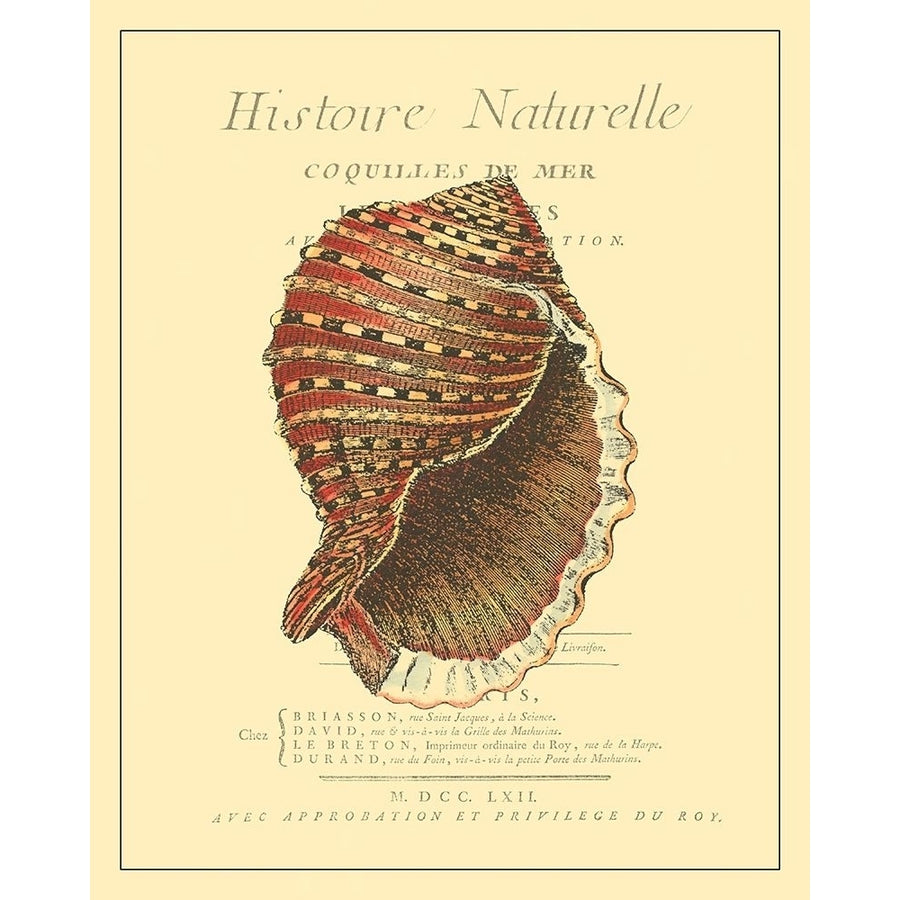 Coquilles De Mer IV Poster Print - Studio Vision-VARPDX47566D Image 1