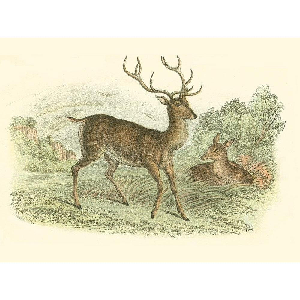 Petite Red Deer Poster Print - W.H. Lizars-VARPDX47591D Image 1