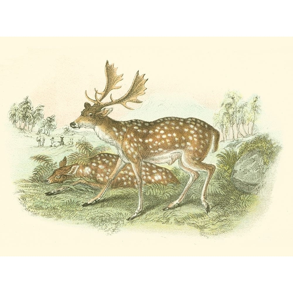 Petite Fallow Deer Poster Print - W.H. Lizars-VARPDX47592D Image 1