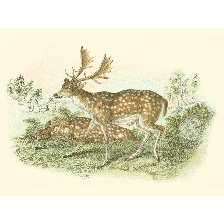 Petite Fallow Deer Poster Print - W.H. Lizars-VARPDX47592D Image 1