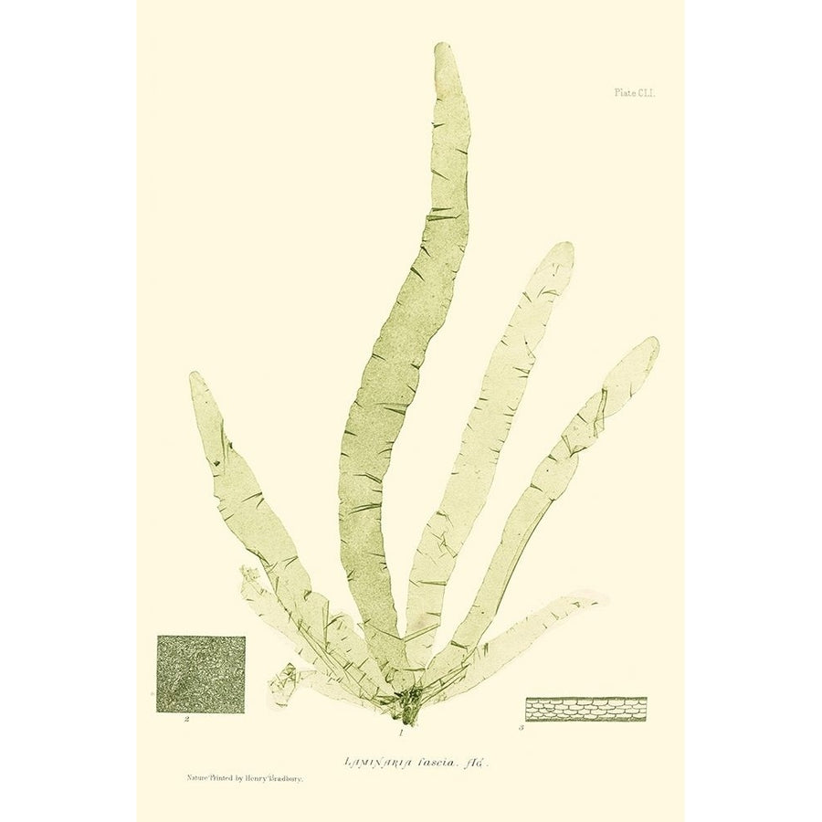 Bradbury Seaweed II Poster Print - Henry Bradbury-VARPDX47629D Image 1