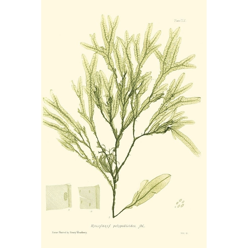 Bradbury Seaweed I Poster Print - Henry Bradbury-VARPDX47628D Image 1