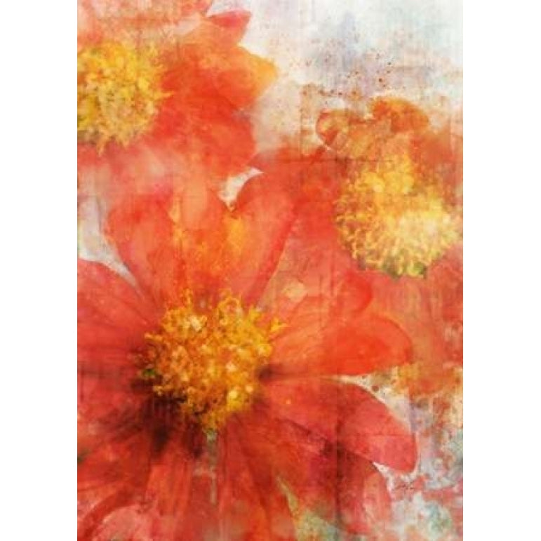 Tithonia Bloom 2 Poster Print by Ken Roko-VARPDX476ROK1114 Image 1