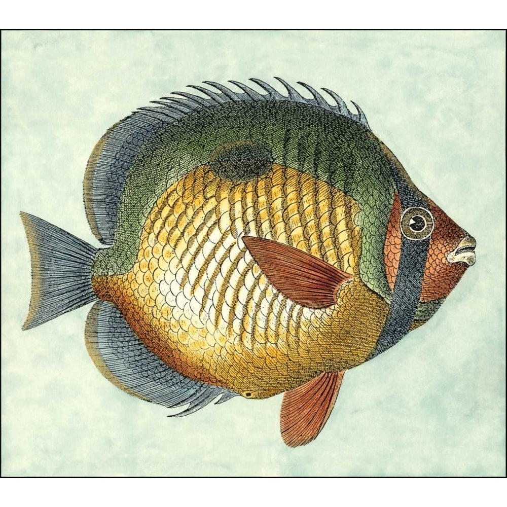 Small Butterfly Fish I Poster Print - Studio Vision-VARPDX47787D Image 1