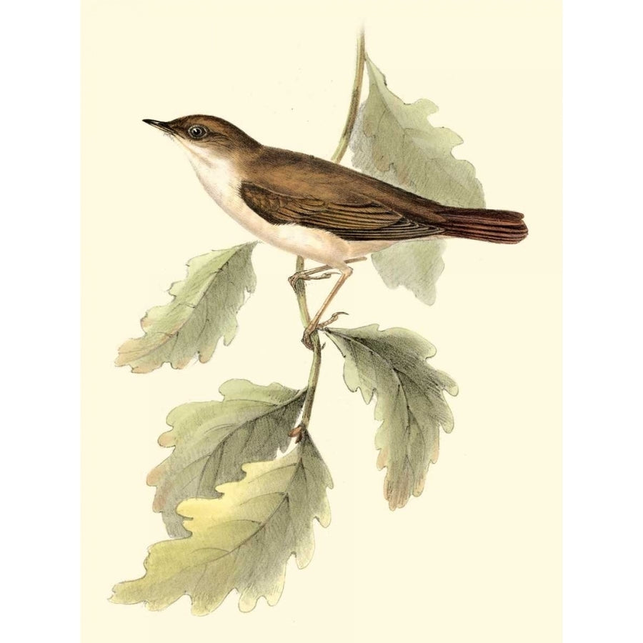 Goulds Nightingale Poster Print - John Gould-VARPDX47847D Image 1