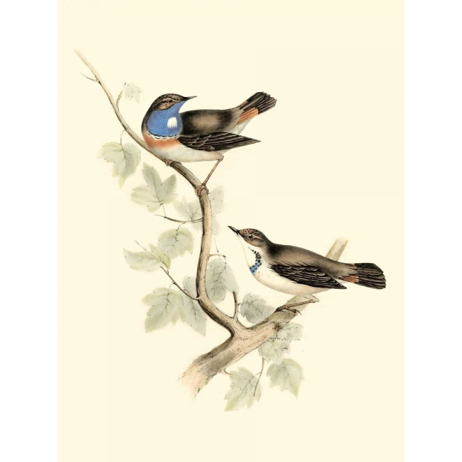 Goulds Blue-throated Warbler Poster Print - John Gould-VARPDX47844D Image 1