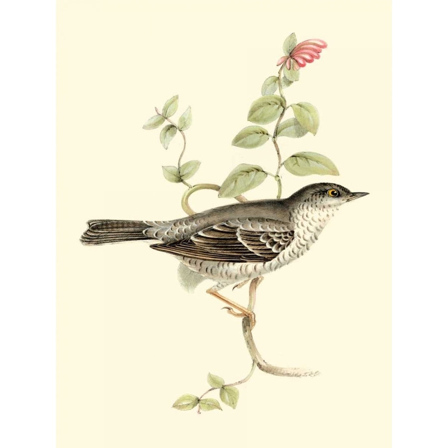 Goulds Barred Warbler Poster Print - John Gould-VARPDX47848D Image 1