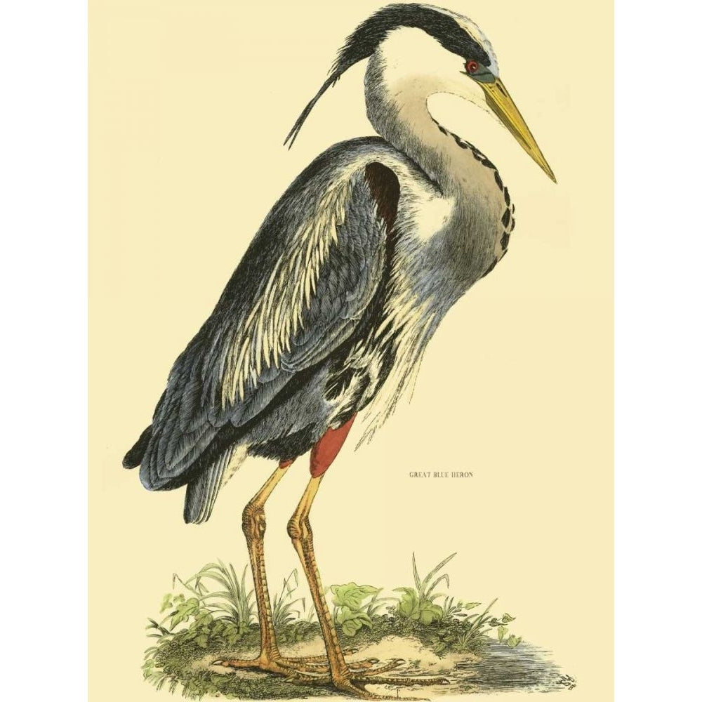 Small Great Blue Heron Poster Print - John Selby-VARPDX47828D Image 1