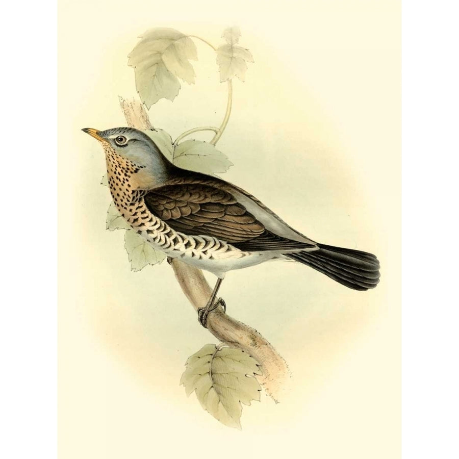 Goulds Fieldfare Poster Print - John Gould-VARPDX47846D Image 1