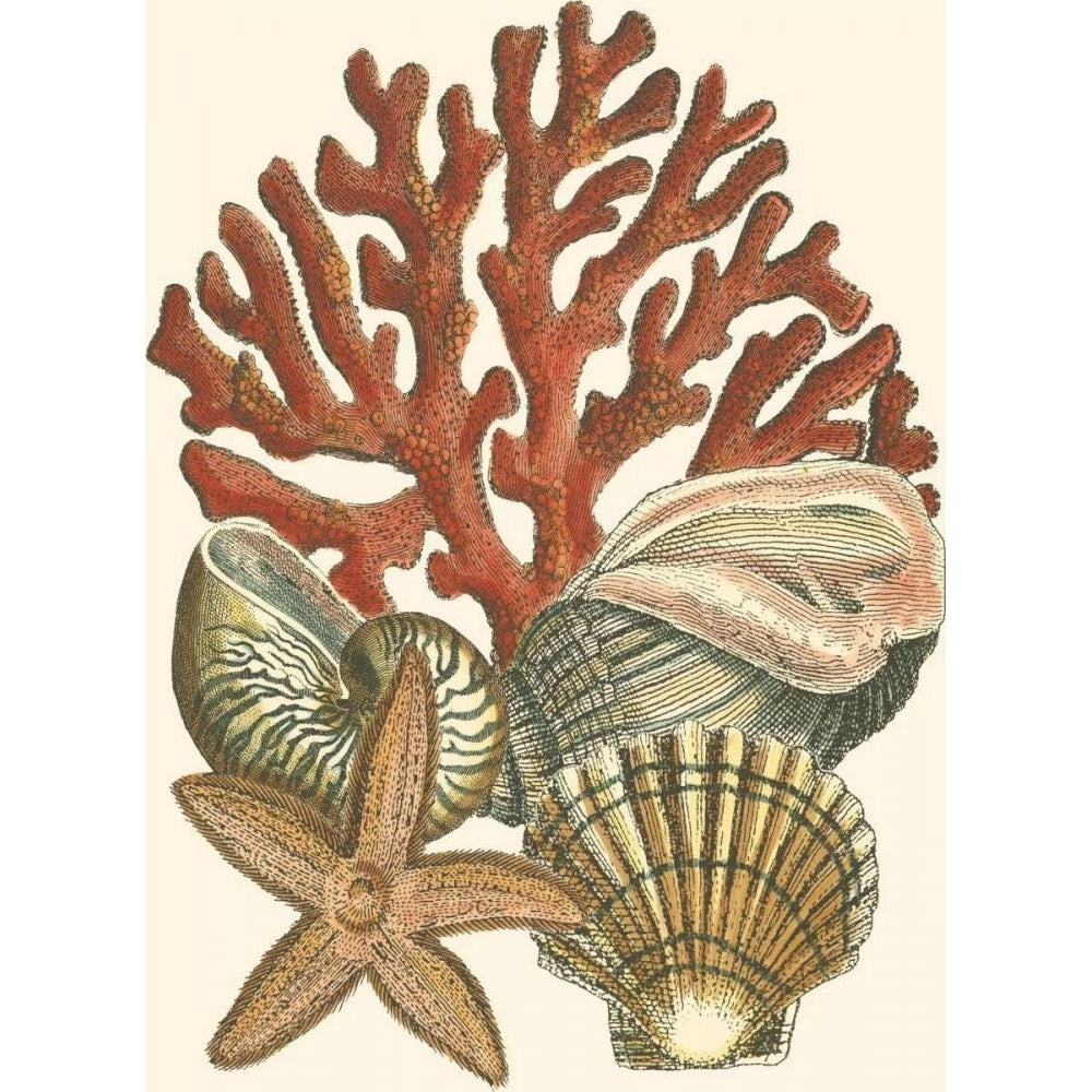 Small Coral Medley I Poster Print - Studio Vision-VARPDX47910D Image 1