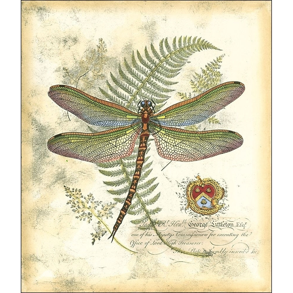 Mini Regal Dragonfly I Poster Print - Studio Vision-VARPDX48011D Image 1