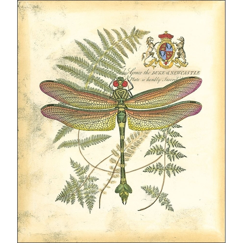 Mini Regal Dragonfly III Poster Print - Studio Vision-VARPDX48013D Image 1