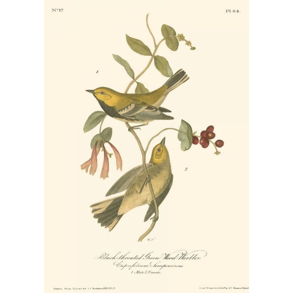 Black-throated Green Wood Warbler Poster Print - John James Audubon-VARPDX48040D Image 1