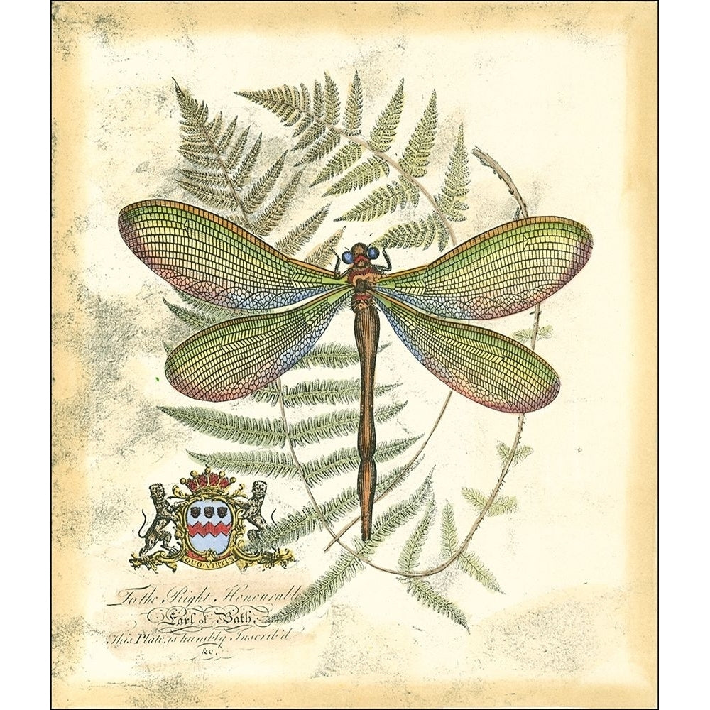 Mini Regal Dragonfly II Poster Print - Studio Vision-VARPDX48012D Image 1