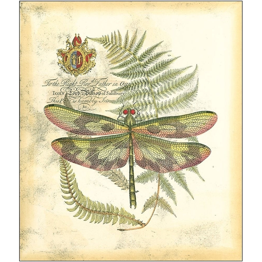 Mini Regal Dragonfly IV Poster Print - Studio Vision-VARPDX48014D Image 1