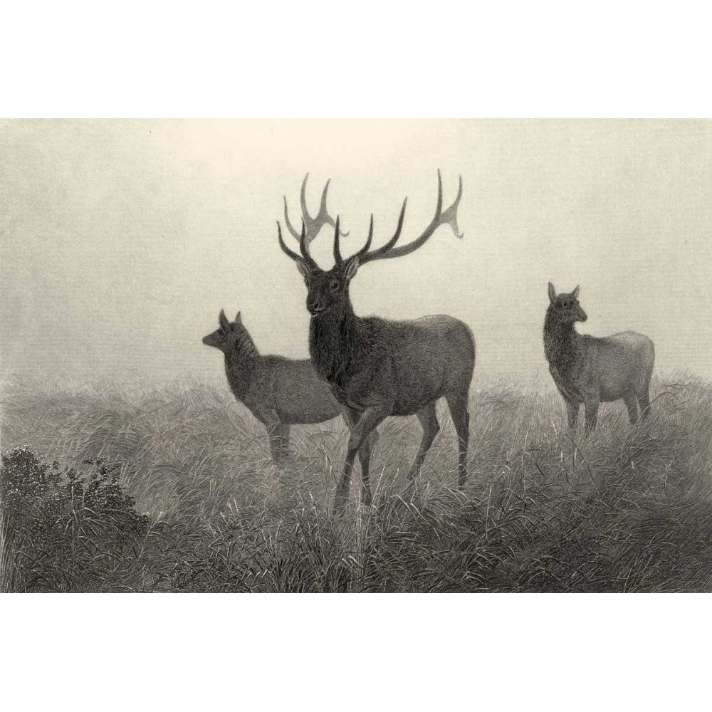 American Elk Poster Print - Robert Hinshelwood-VARPDX48048D Image 1