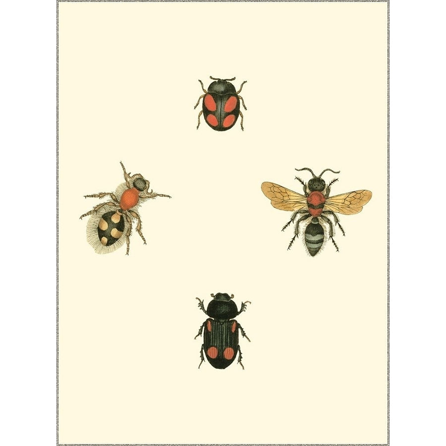 Insecte I Poster Print - Studio Vision-VARPDX48101D Image 1