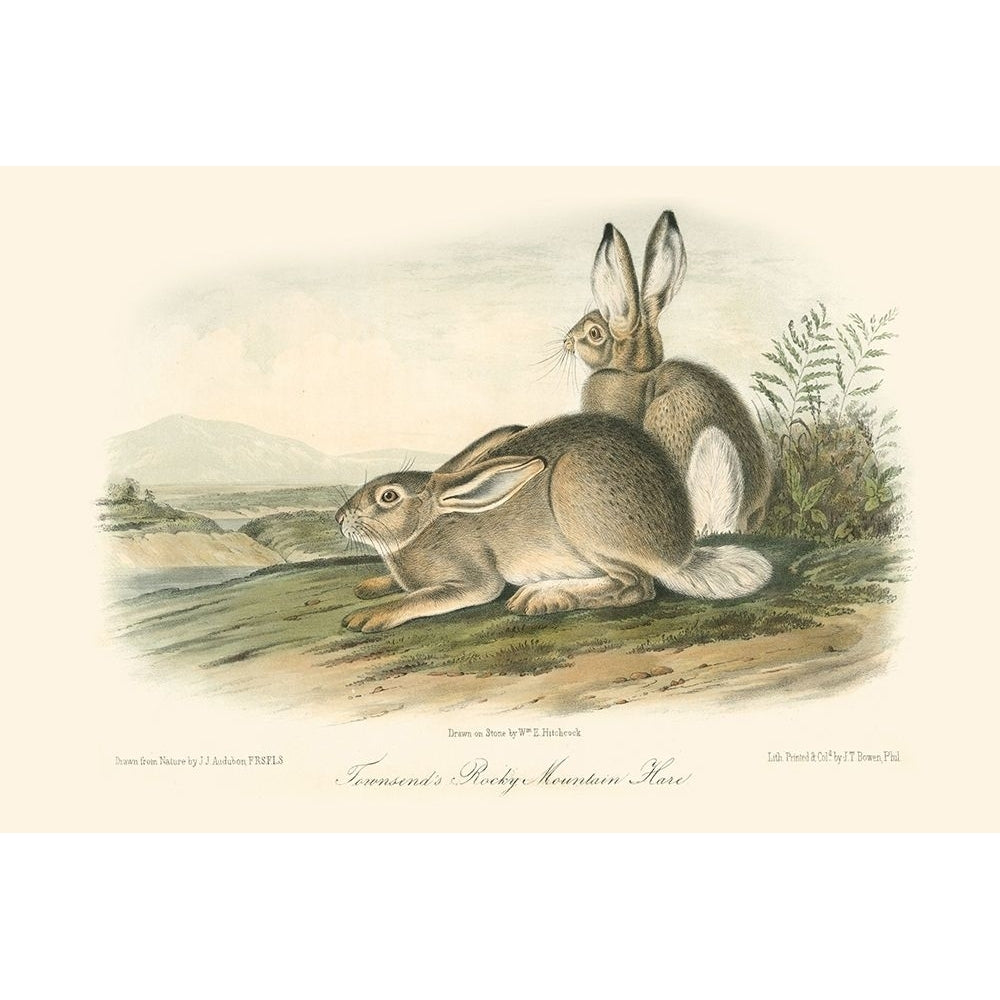 Rocky Mountain Hare Poster Print - John James Audubon-VARPDX48152D Image 1