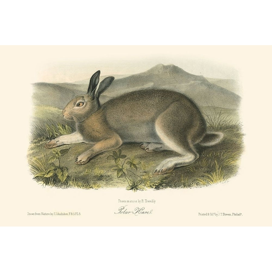 Polar Hare Poster Print - John James Audubon-VARPDX48154D Image 1