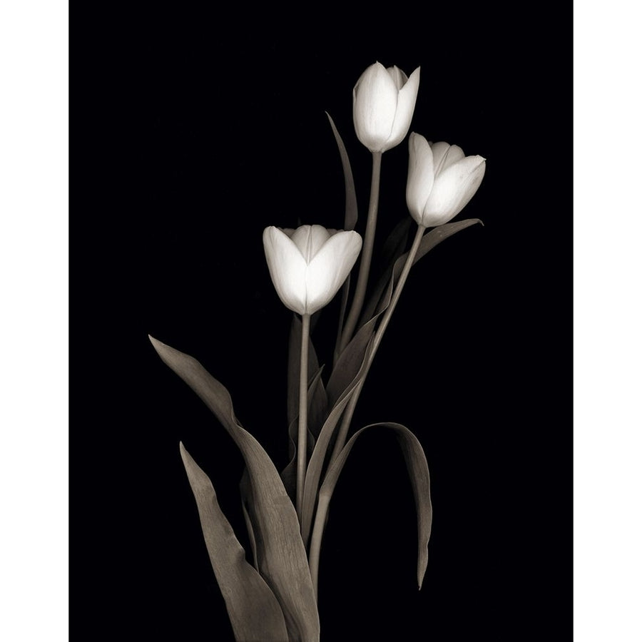 Tulip Pose I Poster Print - Danita Delimont-VARPDX48154 Image 1