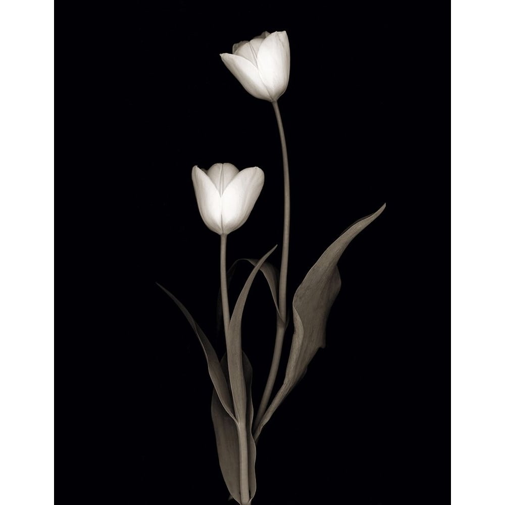 Tulip Pose II Poster Print - Danita Delimont-VARPDX48155 Image 1