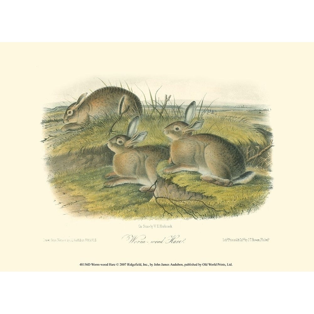 Worm-wood Hare Poster Print - John James Audubon-VARPDX48156D Image 1