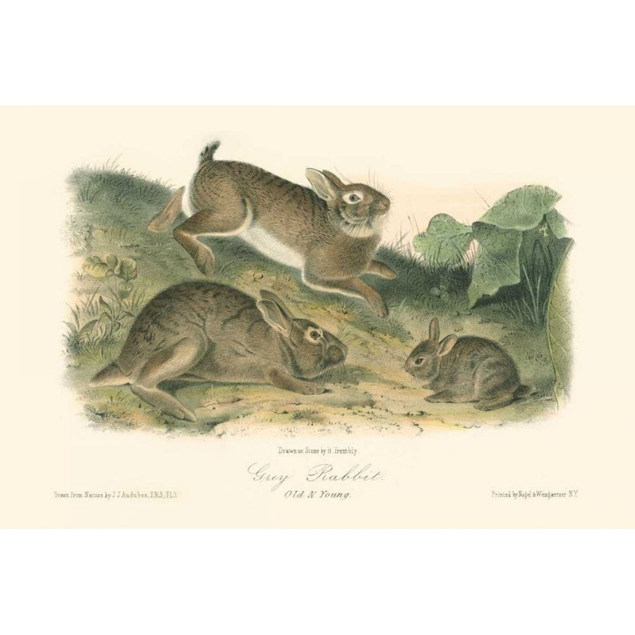 Grey Rabbit Poster Print - John James Audubon-VARPDX48155D Image 1