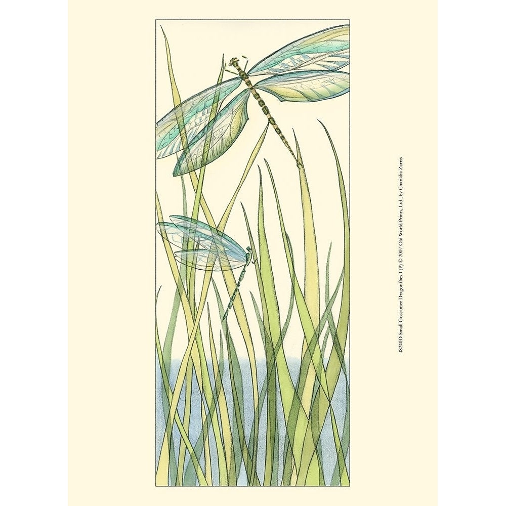 Small Gossamer Dragonflies I Poster Print - Chariklia Zarris-VARPDX48240D Image 1